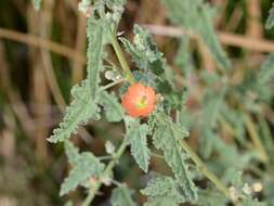 Image of Emory's globemallow