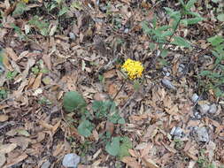 Image of Packera coahuilensis (Greenm.) C. Jeffrey