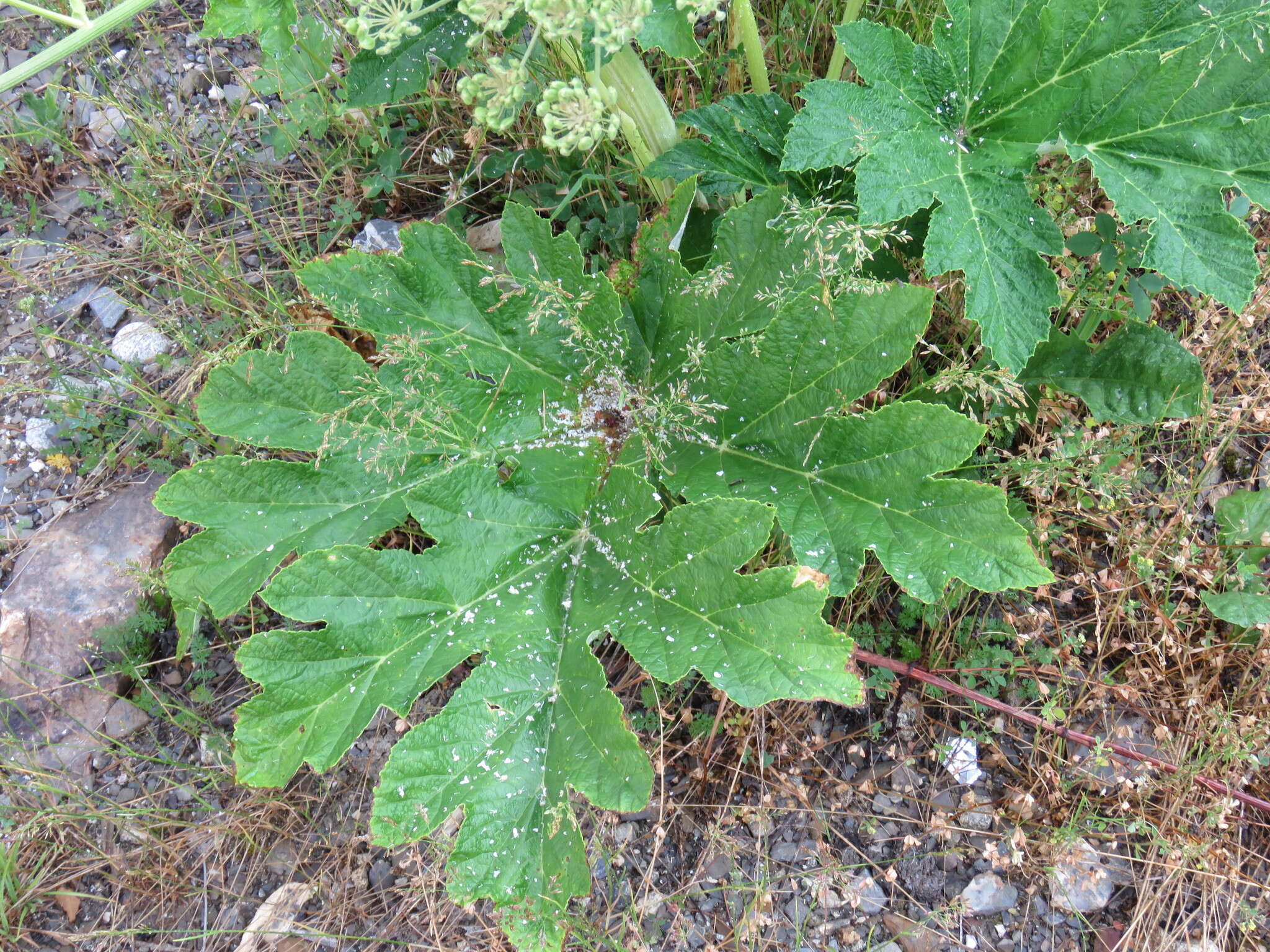 Image of Heracleum sphondylium subsp. pyrenaicum (Lam.) Bonnier & Layens