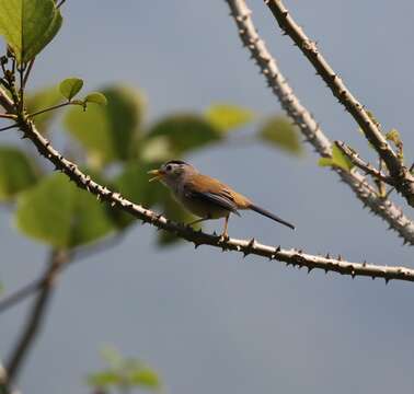 Image of Blue-winged Minla