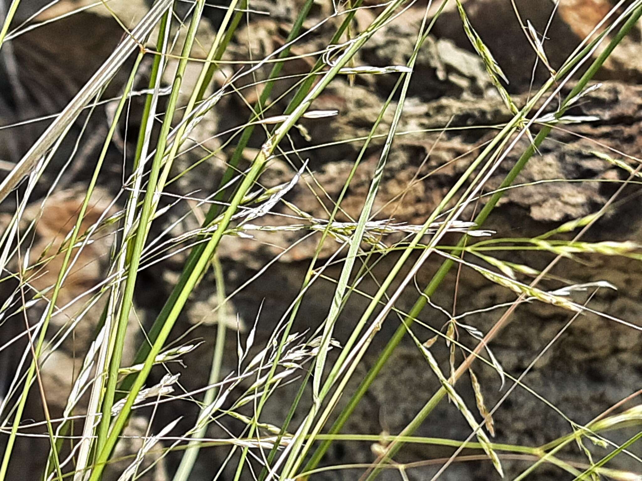 Imagem de Stipa conferta Poir.