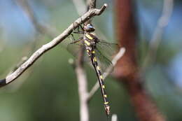 Image of Pacific Spiketail