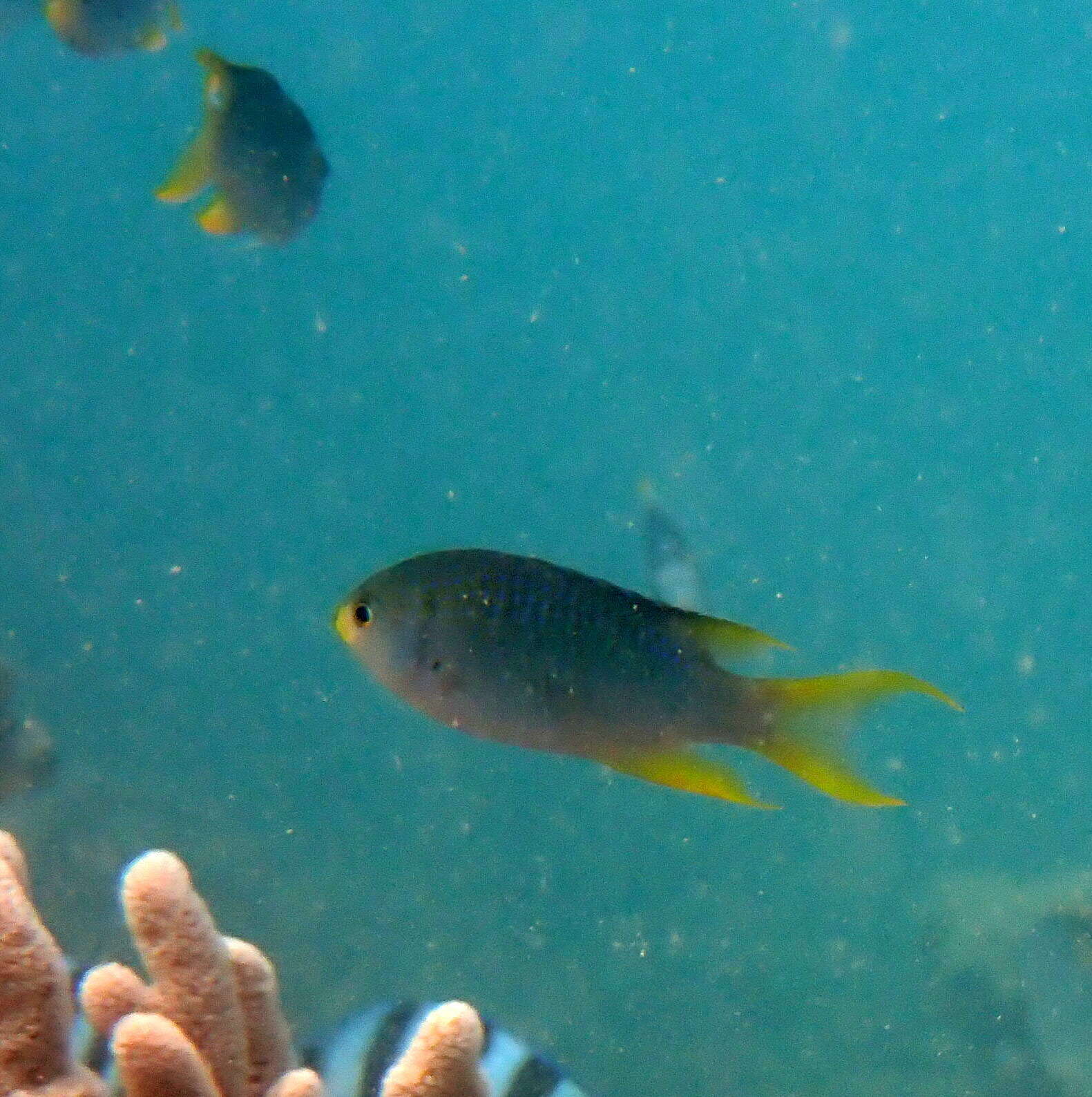 Image of Coral demoiselle