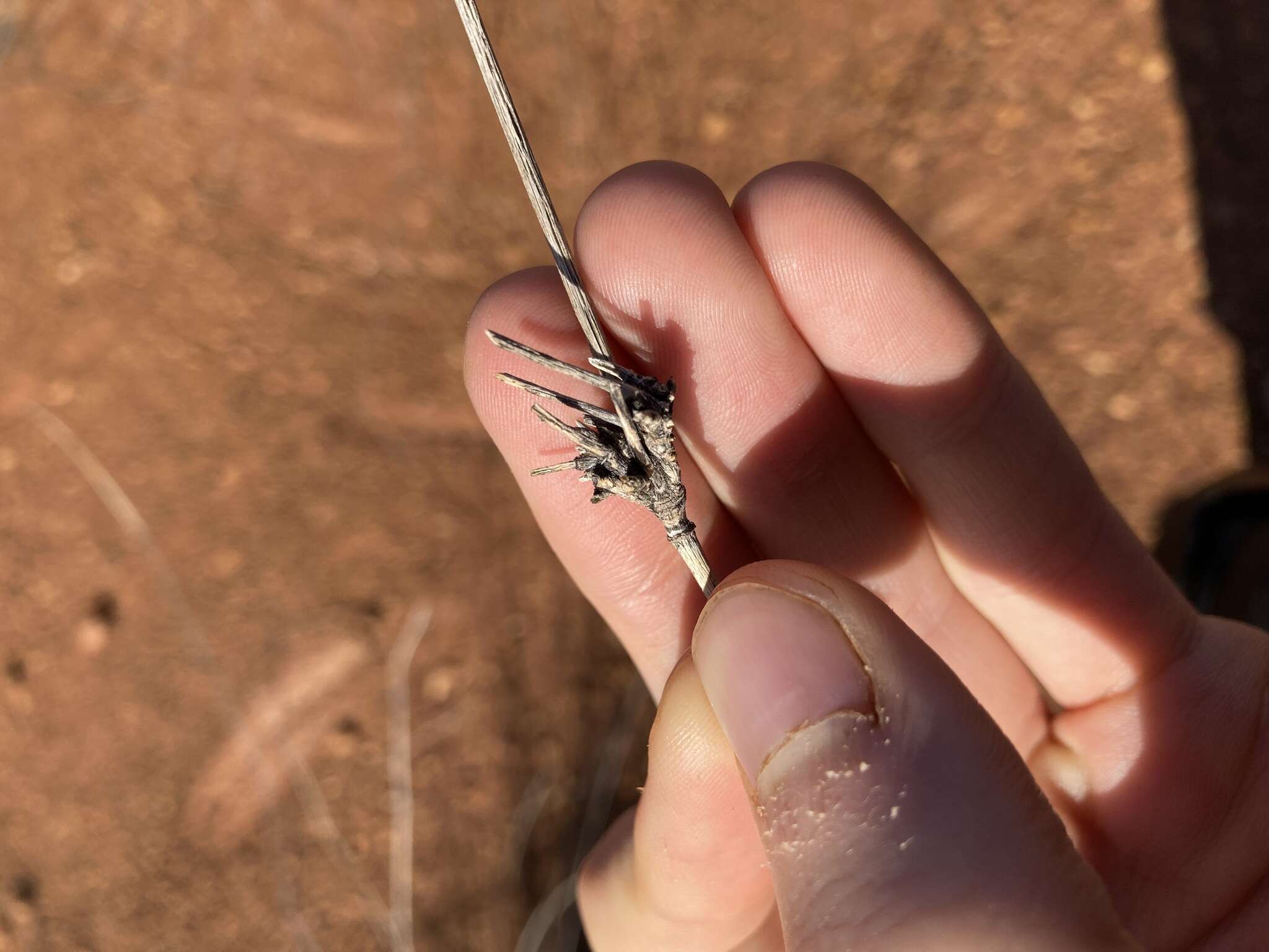 Слика од Eragrostis australasica (Steud.) C. E. Hubb.