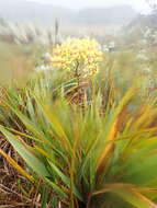 Image of Cyrtochilum auropurpureum (Rchb. fil.) Dalström