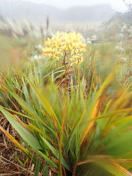 Image of Cyrtochilum auropurpureum (Rchb. fil.) Dalström