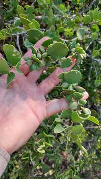 Image of Tricerma vitis-idaeum (Griseb.) Lundell