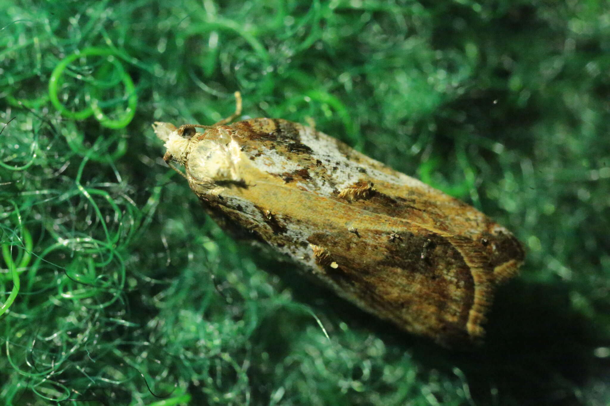 Image of Acleris cristana Denis & Schiffermüller 1775