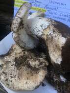 Image of Tricholoma vernaticum Shanks 1996