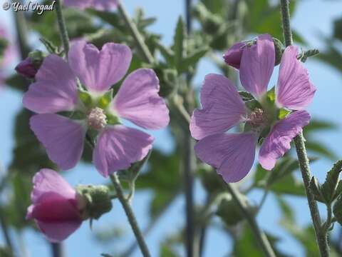 Image of Malva unguiculata (Desf.) Alef.