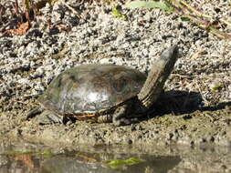 Image of Caspian turtle