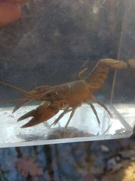 Image of Cambarus hobbsorum J. E. Cooper 2001