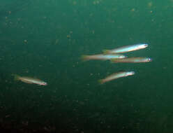 Image of Blue gudgeon