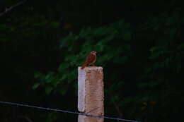 Image of Cinnamon-tailed Sparrow