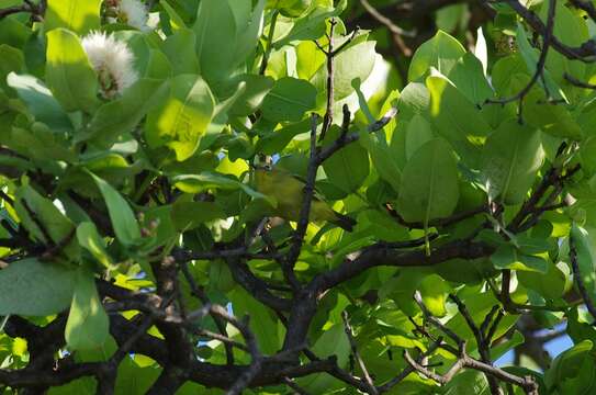 Image of Southern Yellow White-eye