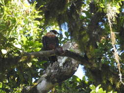 Image of Orange-breasted Falcon