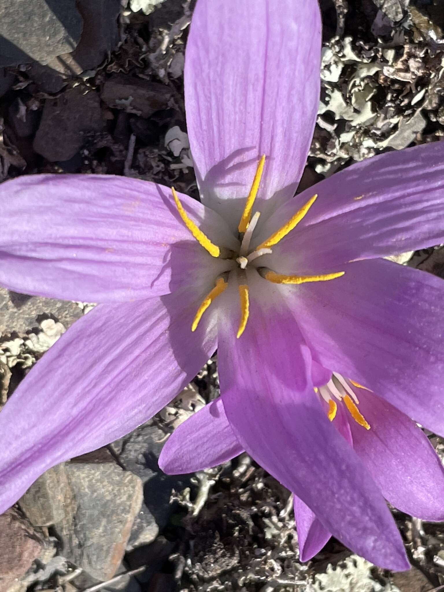 Image of Colchicum filifolium (Cambess.) Stef.