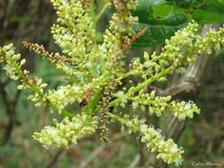 Coccoloba latifolia Poir. ex Lam. resmi