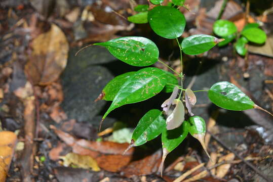 Image of Rourea minor (Gaertn.) Alston