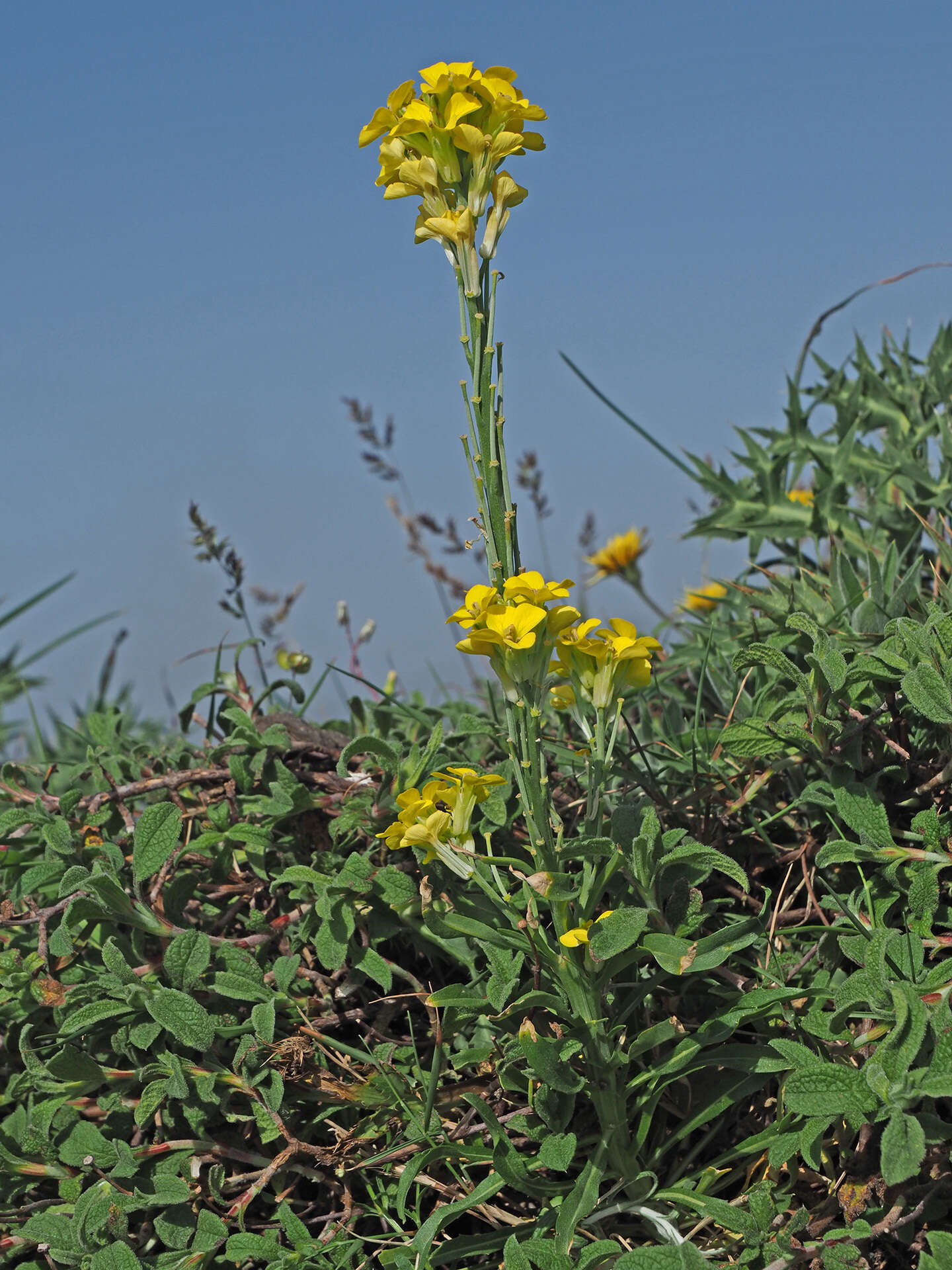 Image of Erysimum raulinii Boiss.