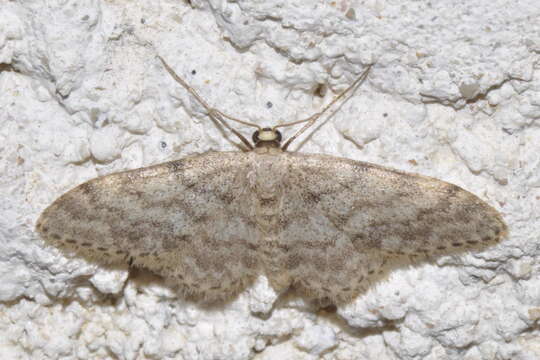 Image of Idaea alyssumata Millière 1873