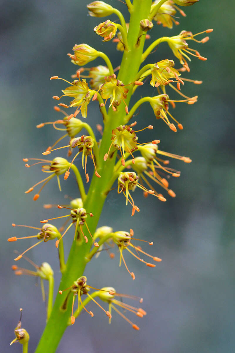 Image of Eremurus fuscus (O. Fedtsch.) Vved.