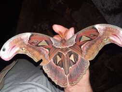 Image of Attacus erebus Fruhstorfer 1904