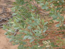 صورة Codonocarpus cotinifolius (Desf.) F. Müll.