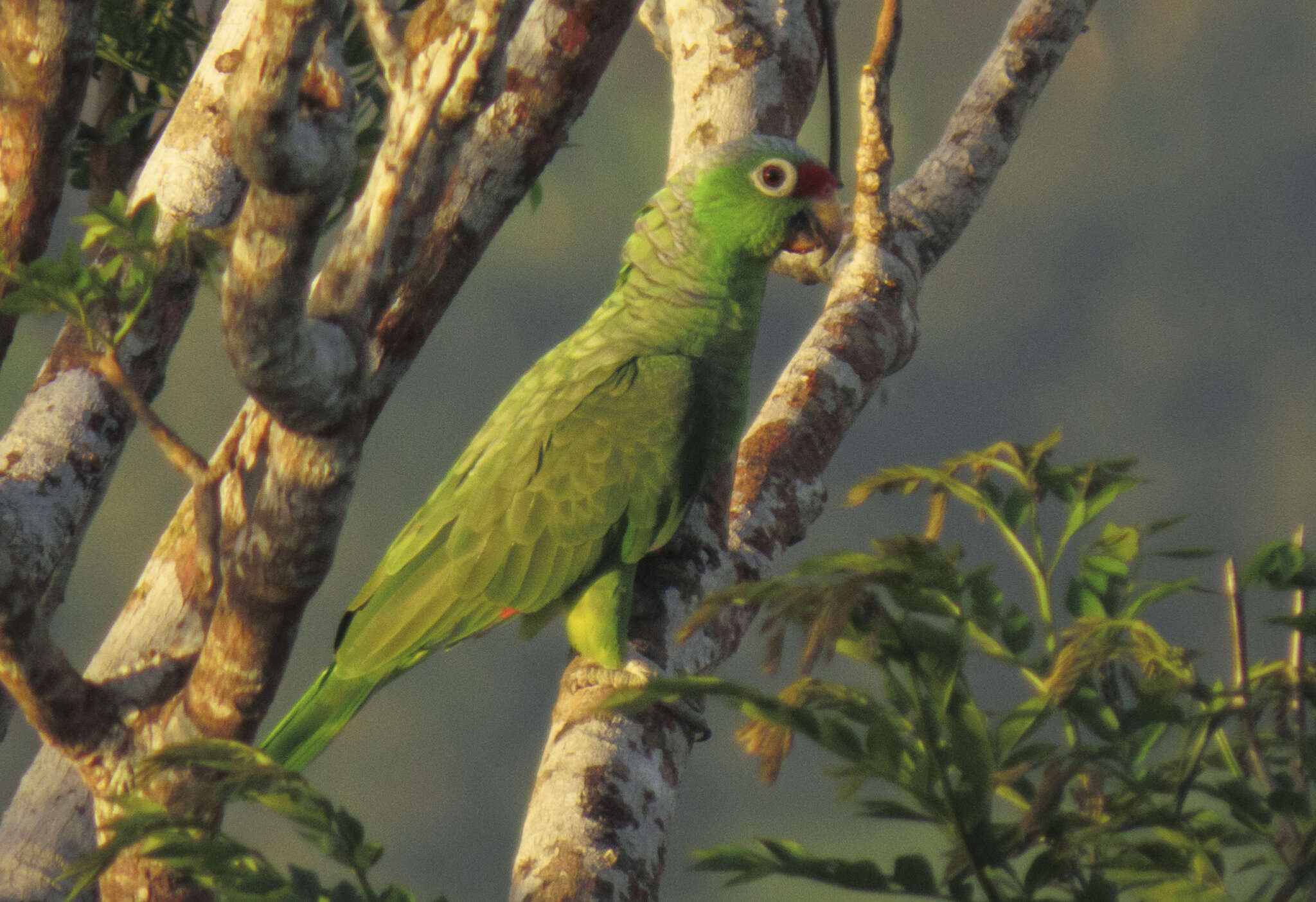 Image of Amazona autumnalis salvini (Salvadori 1891)