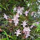 Image of Dendrobium fargesii Finet