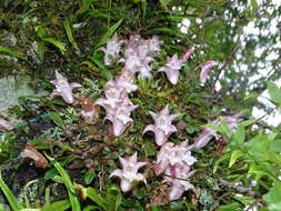 Image de Dendrobium fargesii Finet