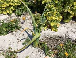 Image of Albuca flaccida Jacq.