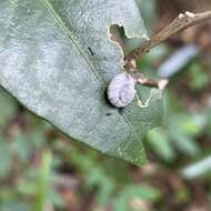 Image of Aphanoconia verecunda (Gould 1859)