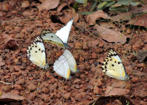 Image of Calypso Caper White