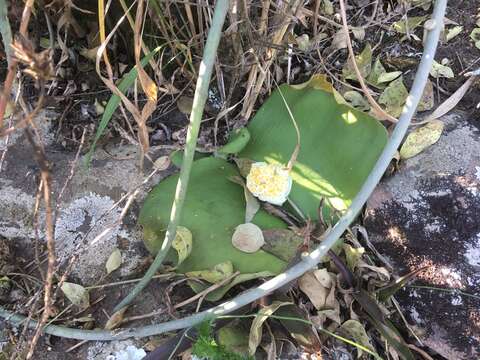 Imagem de Haemanthus deformis Hook. fil.