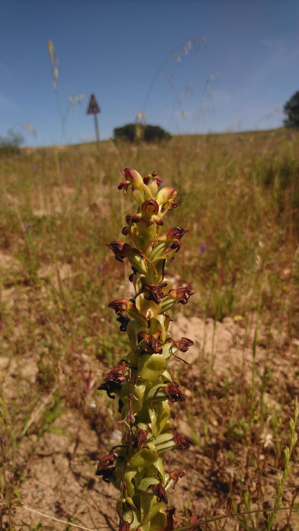 Image de Satyrium odorum Sond.