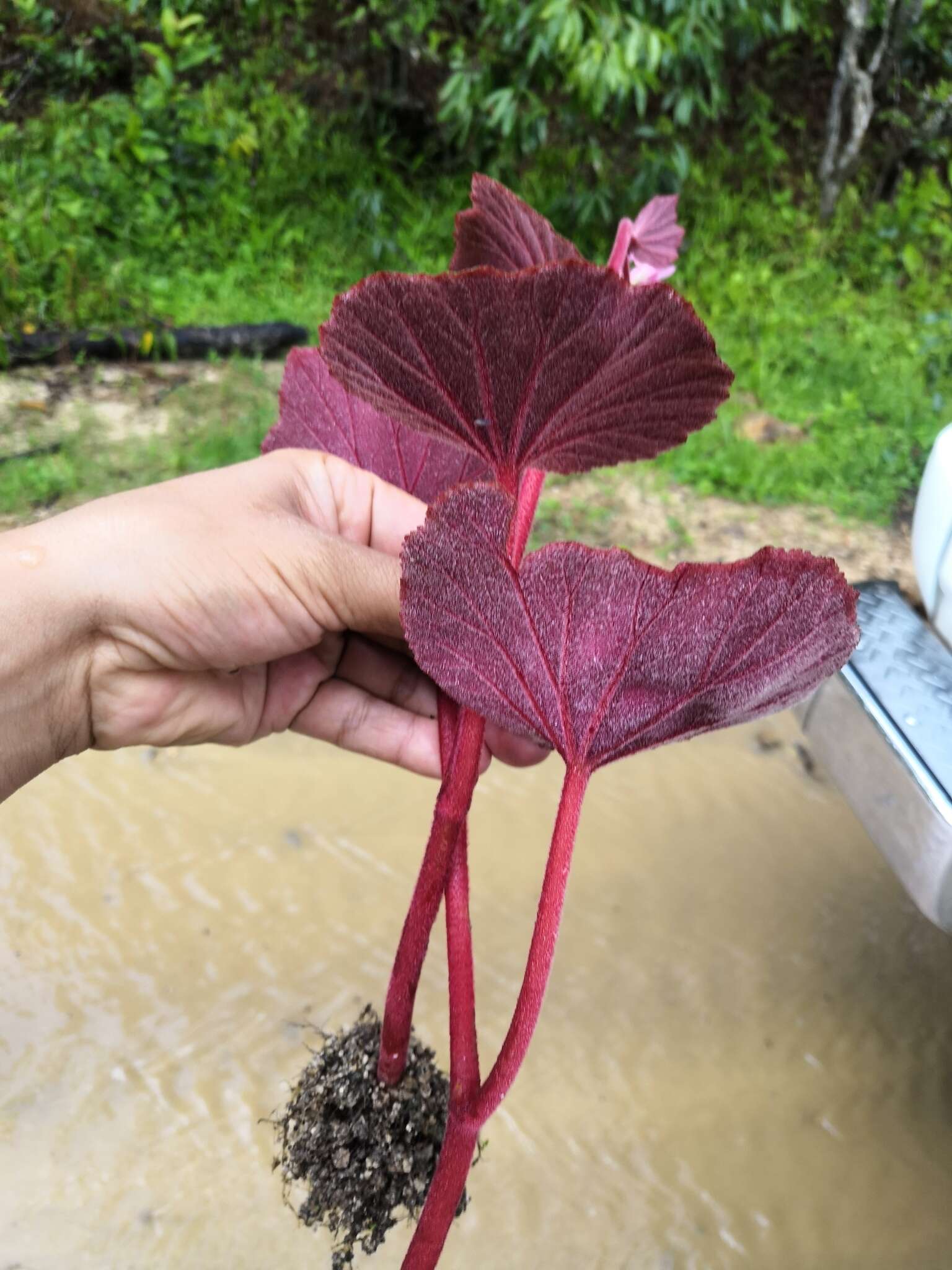 Слика од Begonia balmisiana Balmis