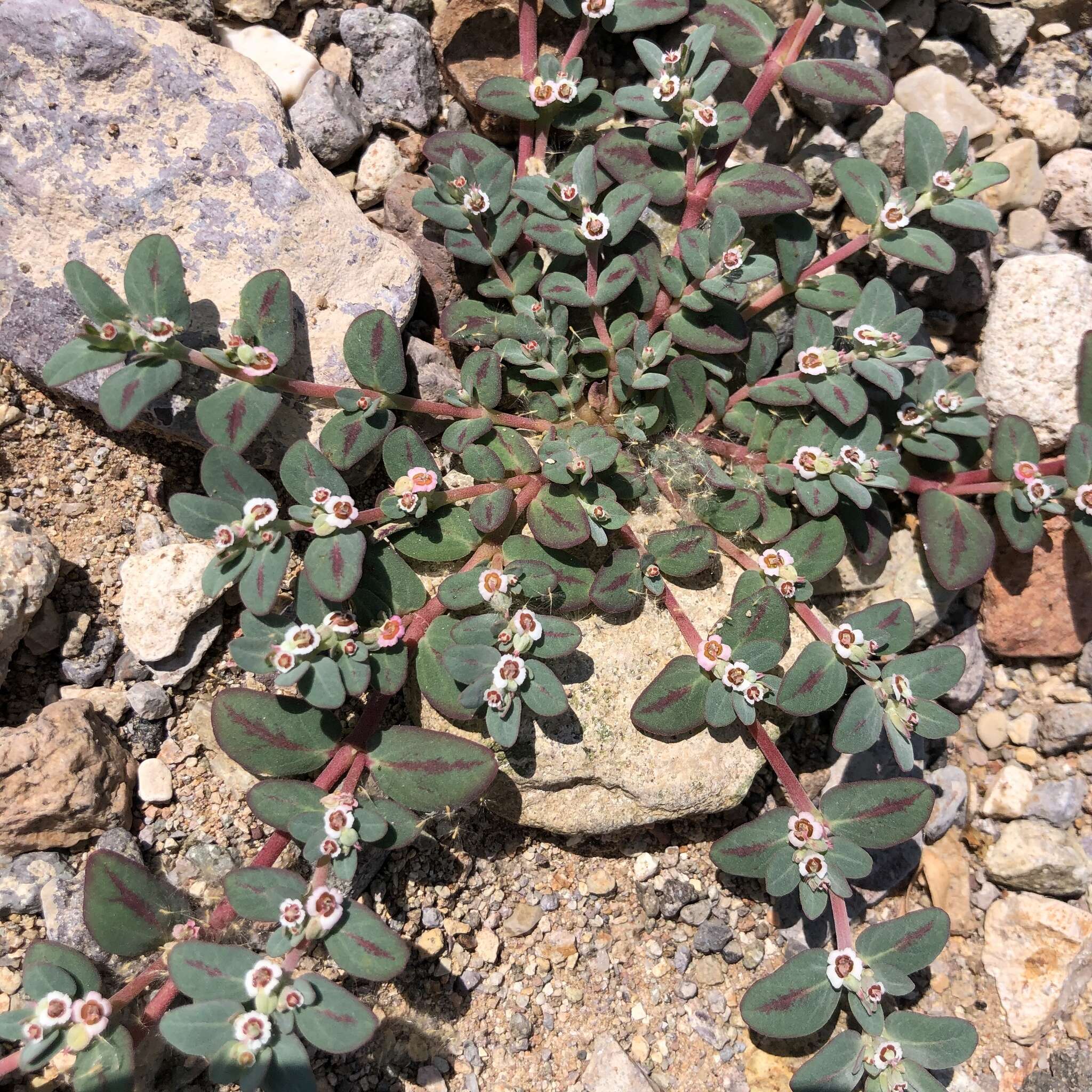 Euphorbia pediculifera var. pediculifera的圖片