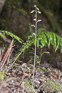 Image of Gastrodia cunninghamii Hook. fil.