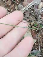 Image of Asperula aristata L. fil.