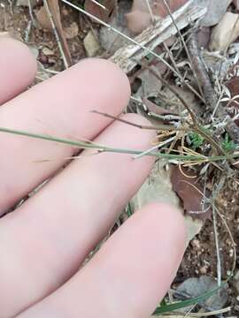 Image of Asperula aristata L. fil.