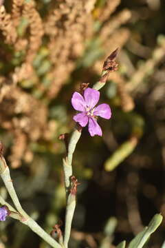 Image of Limoniastrum monopetalum (L.) Boiss.