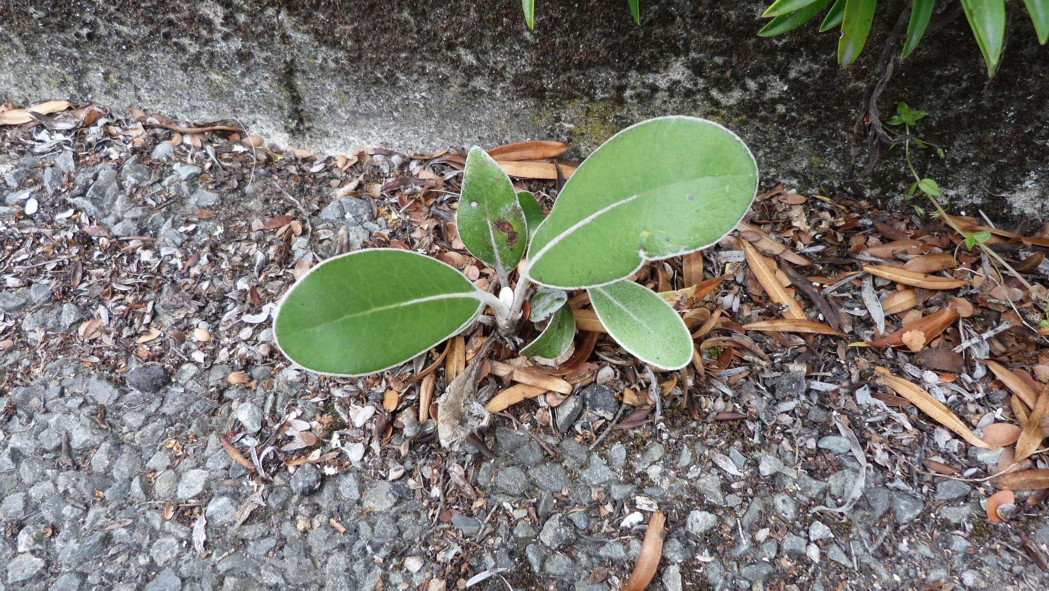 Image of Pachystegia insignis (Hook. fil.) Cheesem.