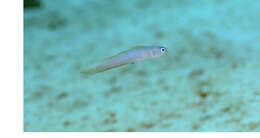 Image of Helen&#39;s dartfish