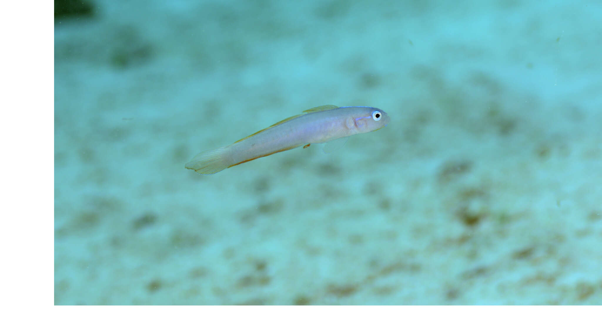 Image of Helen&#39;s dartfish