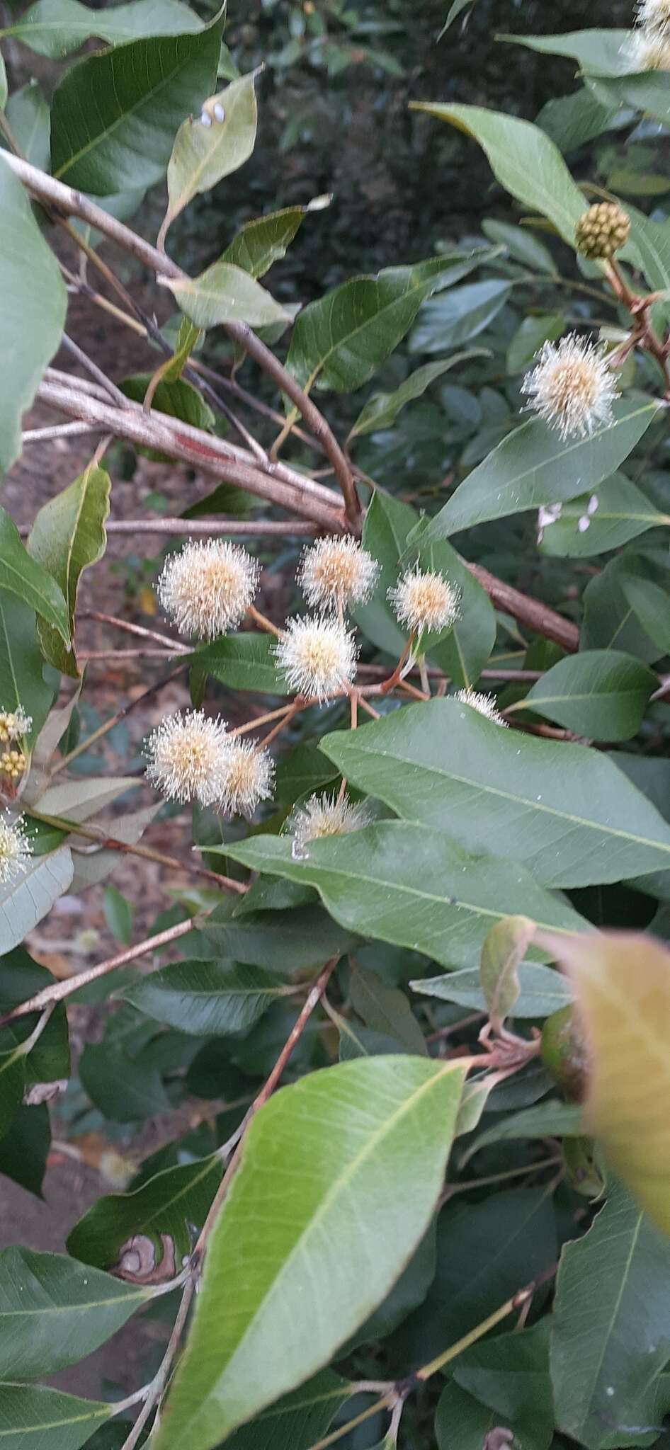 Image of Backhousia leptopetala (F. Müll.) M. G. Harr.