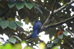 Image of Baird's Trogon