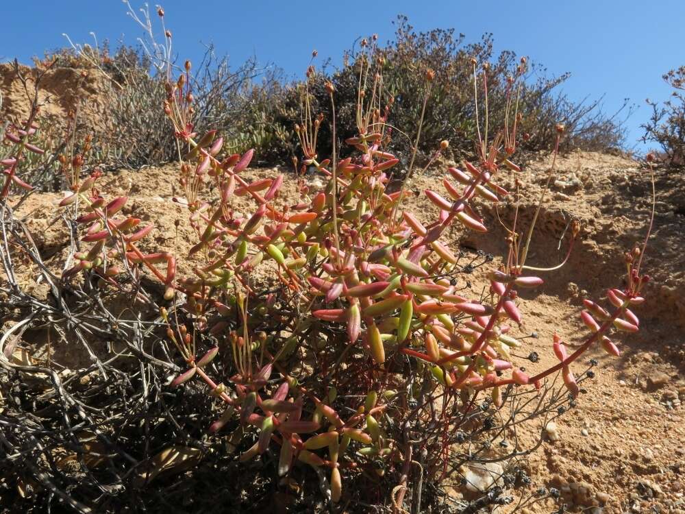 Image of Crassula expansa Soland.