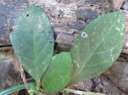 Image de Pseuderanthemum latifolium (Vahl) B. Hansen