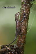 Image of Brown-eared anole